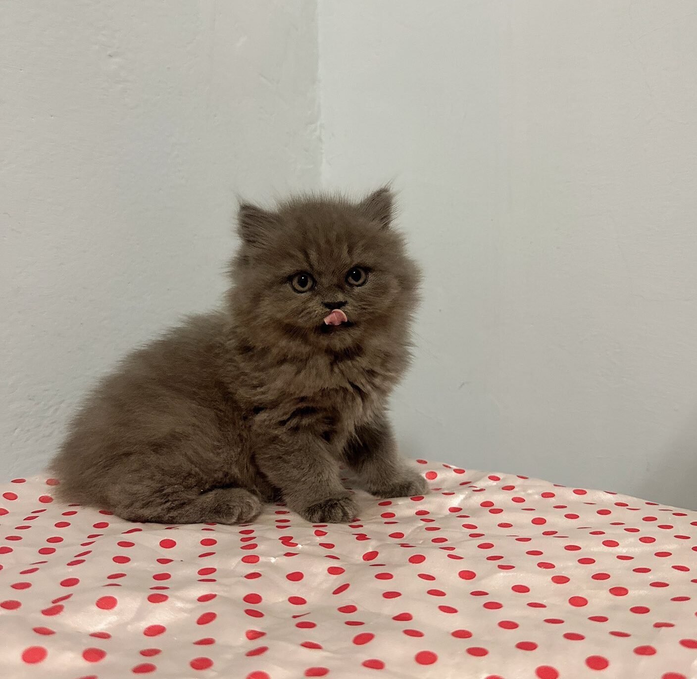 490134952_1119225783553989_1849627655337531579_n