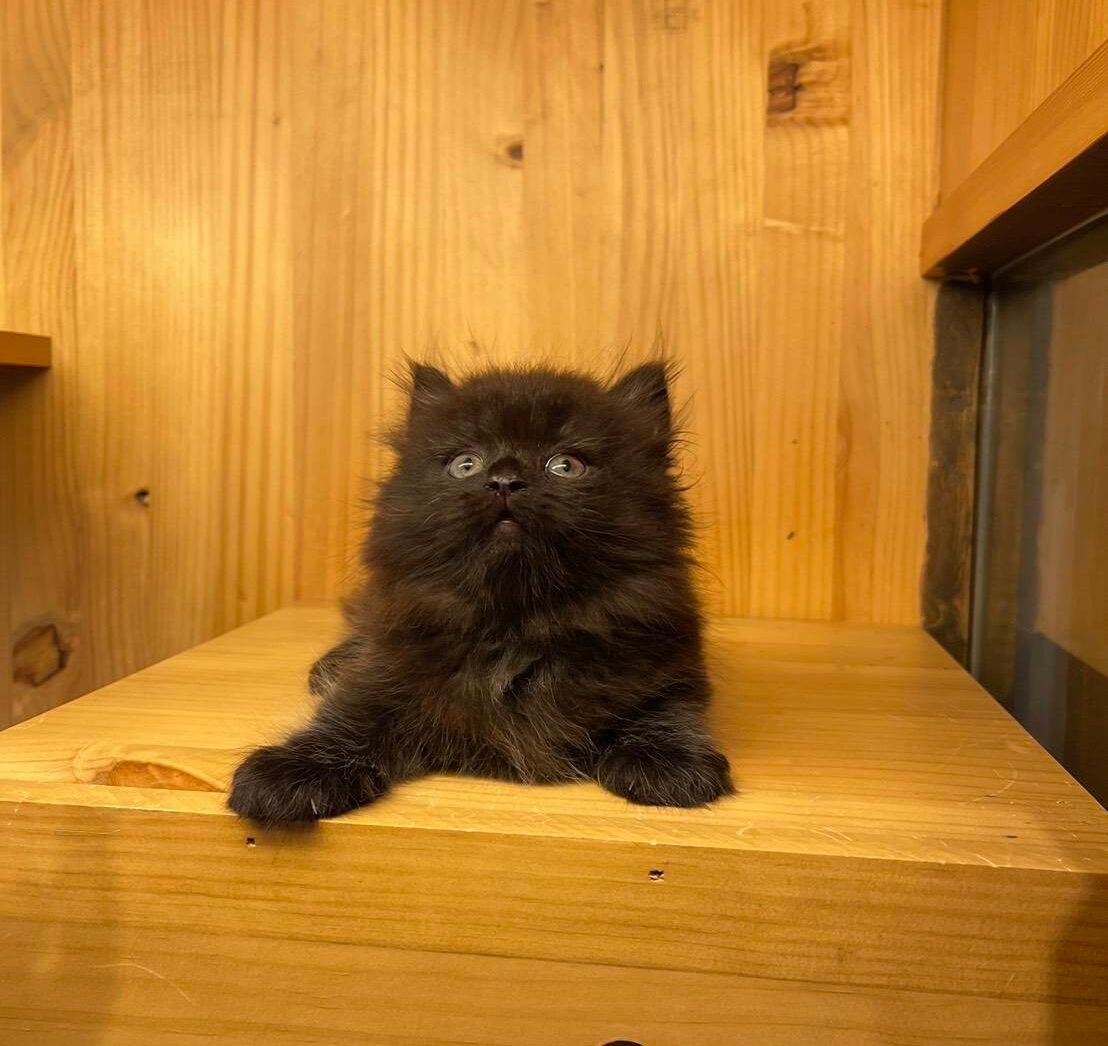 line_oa_chat_250703_122758