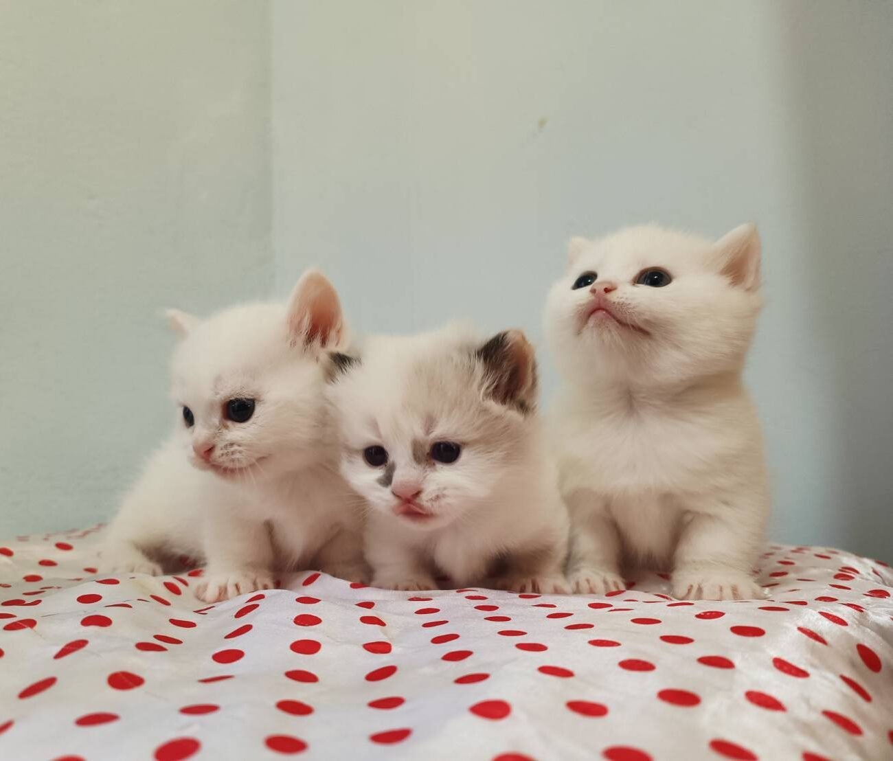 line_oa_chat_250703_122800