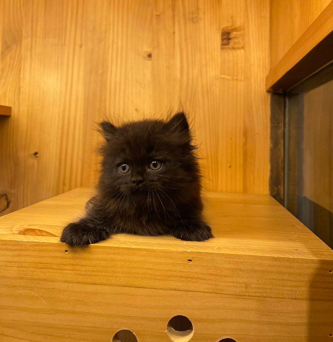 line_oa_chat_250703_122803