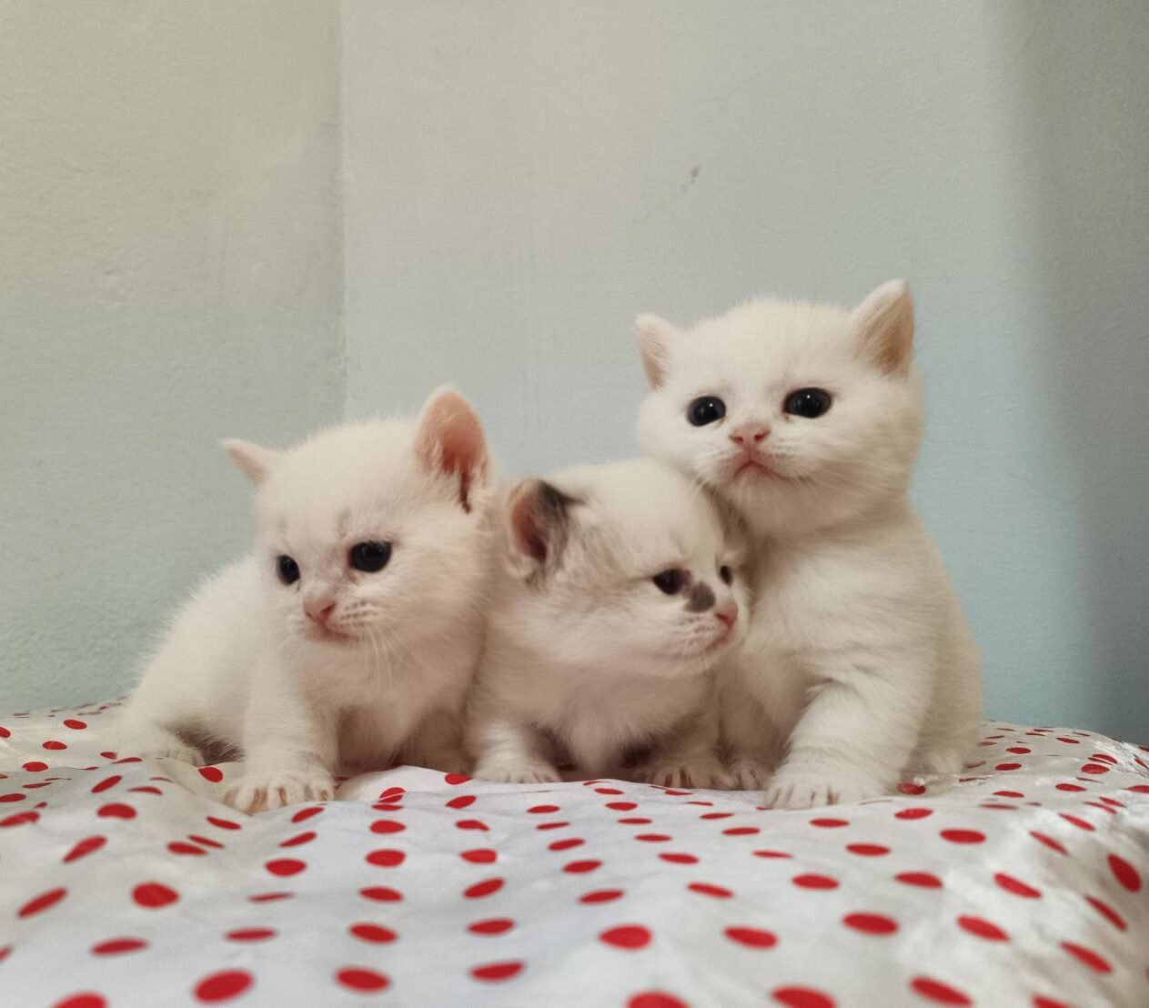 line_oa_chat_250703_122810