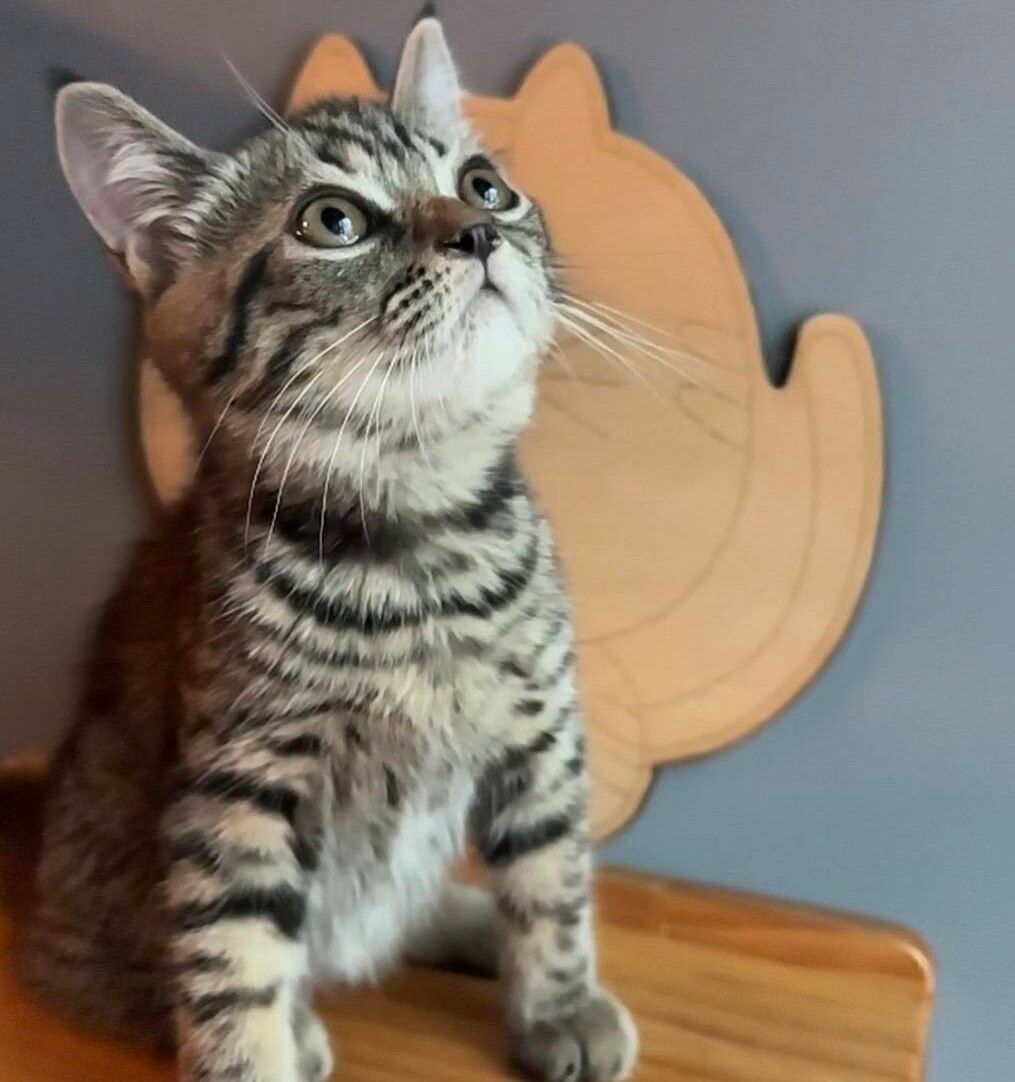 line_oa_chat_250703_122832