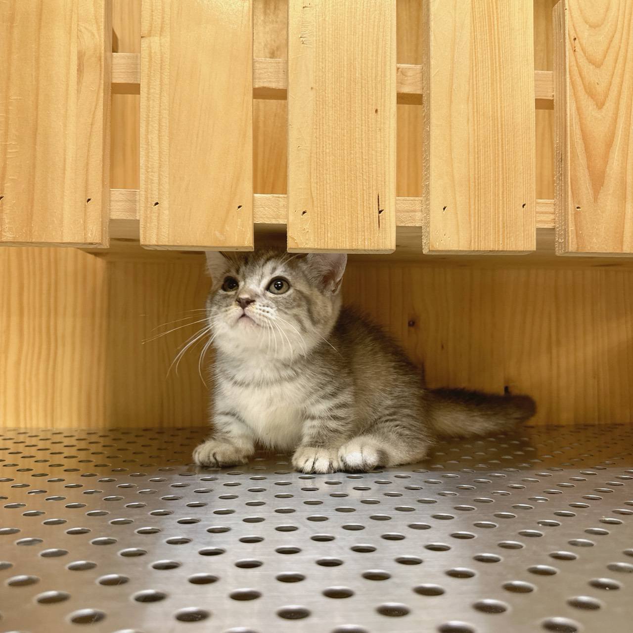 line_oa_chat_250703_122849