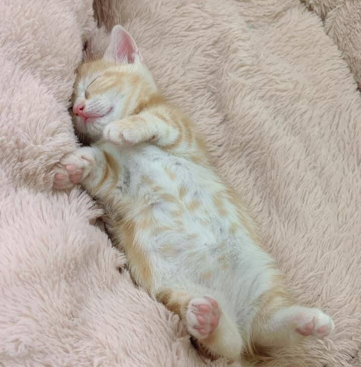 line_oa_chat_250703_122957