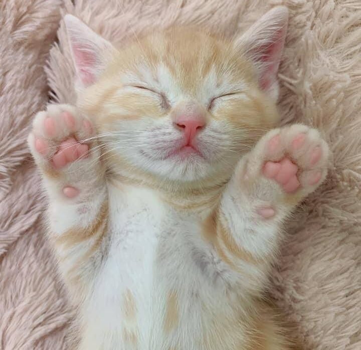 line_oa_chat_250703_123002