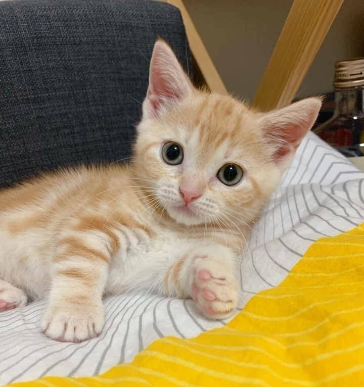 line_oa_chat_250703_123005