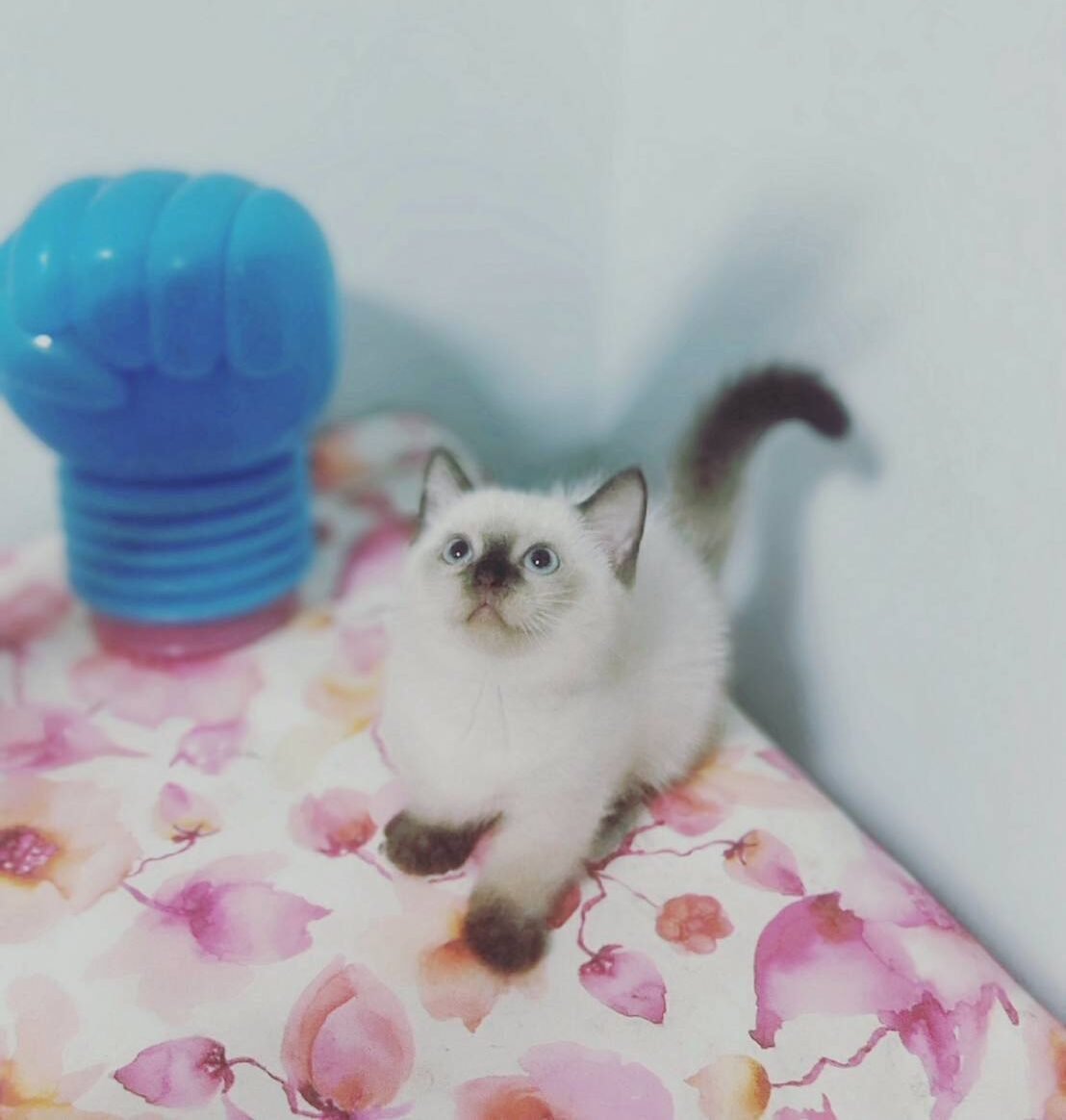 line_oa_chat_250703_123024