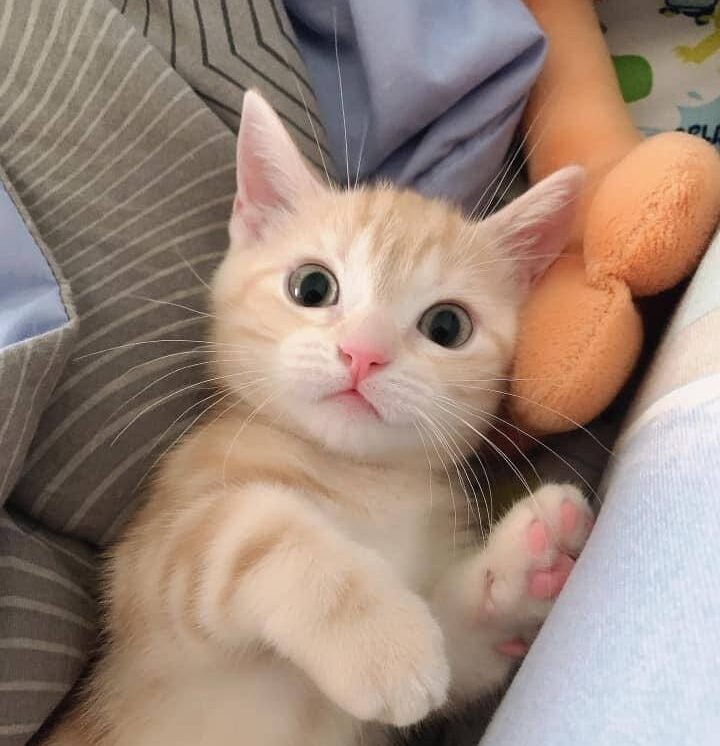 line_oa_chat_250703_123036