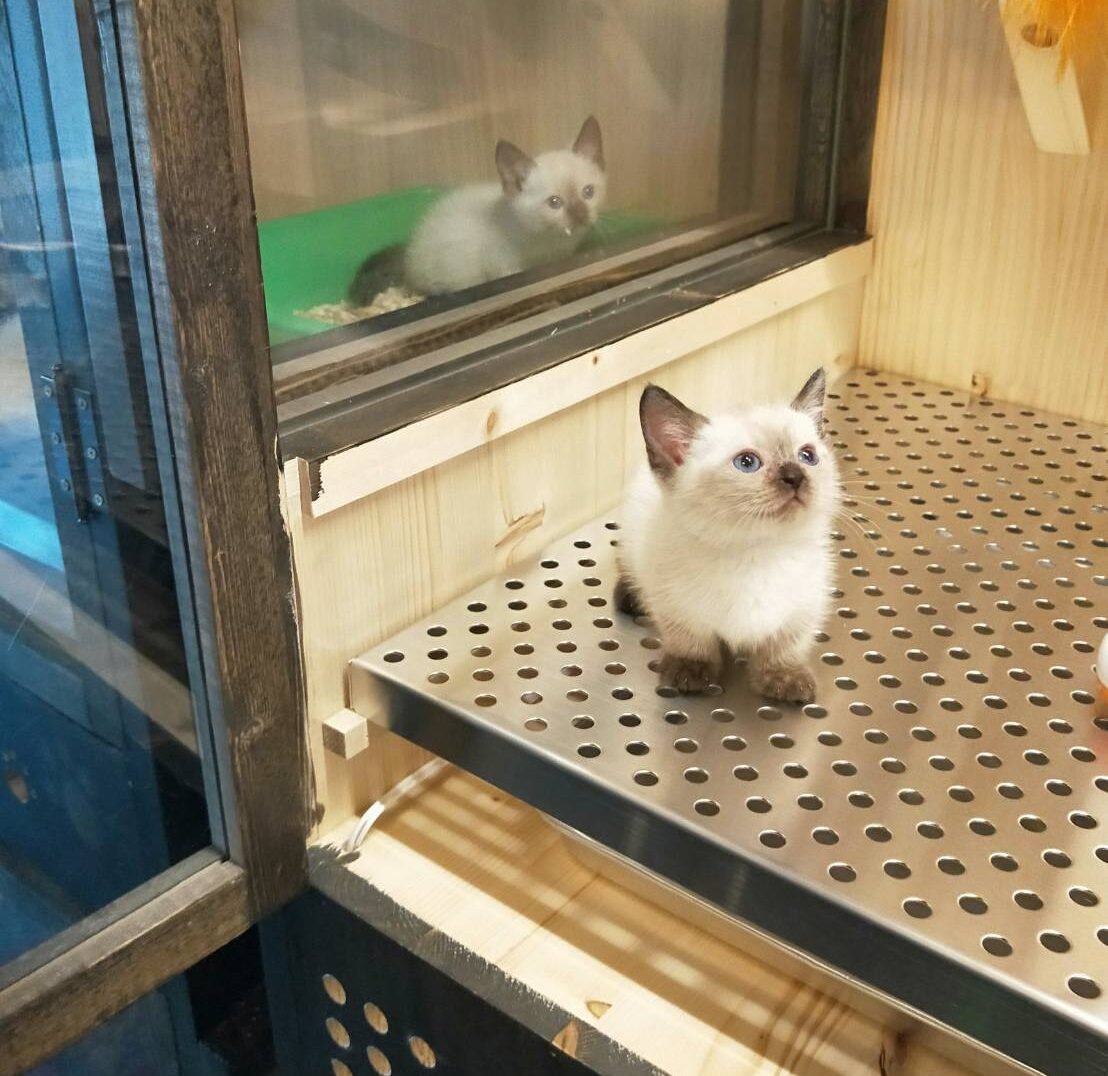 line_oa_chat_250703_123046