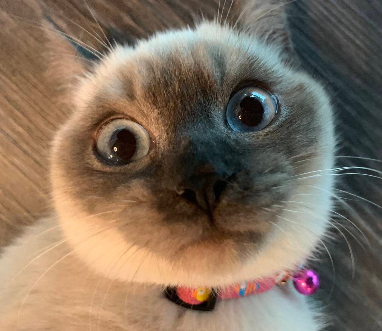 line_oa_chat_250703_123115